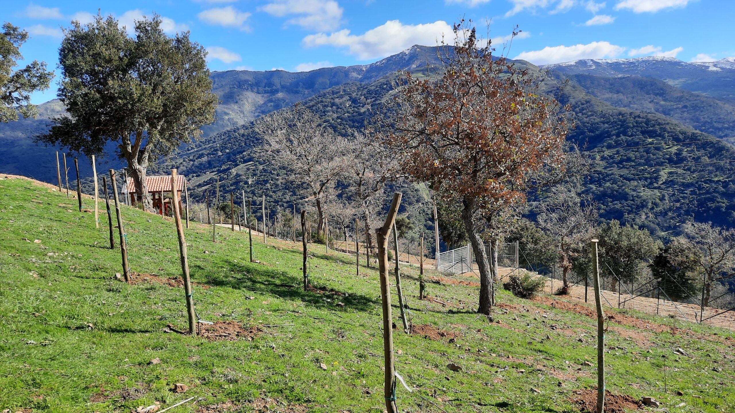 Frassini da manna e alberi di frutti antichi
